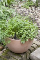 Herbes culinaires en pot - Persil plat avec étiquette en bois noir, Origan et Sauge en avril