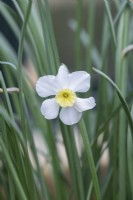 Narcissus segovia - Jonquille