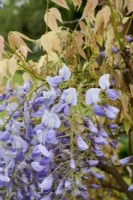 Wisteria floribunda 'Macrobotrys' syn Wisteria floribunda 'Multijuga' - Glycine japonaise