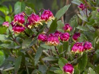 Kalanchoe manginii en avril fleur