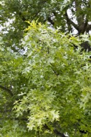 Quercus palustris, printemps Mai