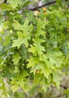 Quercus palustris, printemps Mai