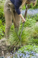Deschampsia cespitosa 'Waldschatt'. Diviser une herbe. Étape 1. Femme taquinant une touffe à l'aide de deux fourchettes dos à dos. Mai