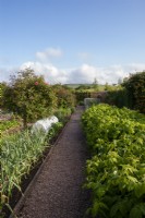 Chemin de gravier menant à travers potager avec framboises, poireaux et roses standard. L'ancien presbytère, île de Wight