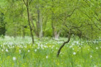 Narcissus poeticus var. recurvus - vieux oeil de faisan - naturalisé dans l'herbe rugueuse en forêt ouverte. Mai