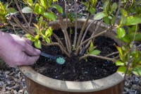 Éparpiller un engrais à libération contrôlée sur la surface du compost d'un hortensia en pot