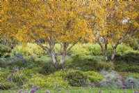 Couleur d'automne dans le jardin d'hiver des jardins de Bressingham, Norfolk, conçu par Adrian Bloom - octobreBetula apoiensis 'Mount Apoi', Cornus sanguinea 'Midwinter Fire, Verbena bonariensis