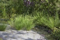 Carex en gravier en bordure de ruisseau.