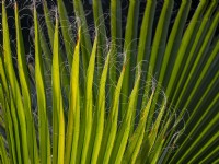 Washingtonia filifera - palmier éventail californien