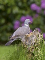 Columba palumbus - Pigeon ramier perché sur une souche d'arbre