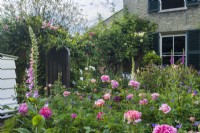 Jardin de ville isolé devant une maison victorienne avec Rosa 'Boscobel', Géranium 'Brookside' et digitales. Juin