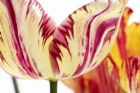 Tulipa 'Saskia' - Tulipe Rembrandt historique datant de 1958