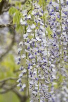 Wisteria floribunda - Glycine japonaise