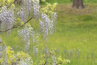 Wisteria floribunda - Glycine japonaise