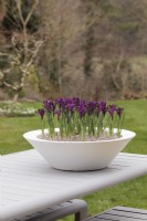 Iris reticulata 'Purple Hill' dans un pot blanc sur table dans jardin - mars