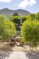 Cour gravillonnée plantée d'oliviers sauvages Olea europaea africana