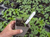Semis de tomate 'Tomande' en serre mai Norfolk