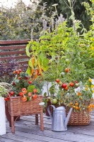 Tomates, poivrons et capucines cultivés en pot sur le toit-terrasse.