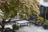 Un acer palmatum pousse sur un patio avec des tables en bois et deux bancs et un salon de jardin derrière.Whitstone Farm, NGS Devon garden. Le printemps.