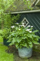 Zantedeschia aethiopica - lis d'arum, lis calla, poussant dans une marmite en cuivre antique à l'ombre à côté d'une maison d'été rustique peinte en vert foncé avec des bardeaux de cèdre sur le toit. Juin