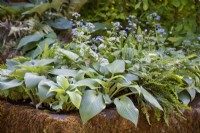 Abreuvoir en pierre planté d'hostas, de brunnera et de fougères - The Enchanted Rain Garden, RHS Chelsea Flower Show 2022 - Silver Gilt Medal
