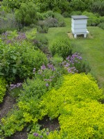 Allium schoenoprasum Ciboulette Origanum vulgare 'Aureum' - Marjolaine dorée dans un jardin d'herbes aromatiques avec une ruche d'abeille traditionnelle