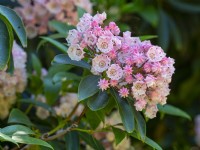 Kalmia latifolia - Mountain Laurel floraison fin juin