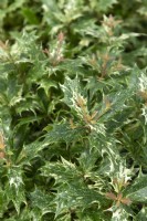 Osmanthus heterophyllus 'Goshiki' houx osmanthus