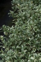 Osmanthus heterophyllus 'Variegata' houx osmanthus