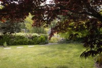 À la recherche d'un jardin avec pelouse sous un Acer palmatum 'Bloodgood'. Printemps
