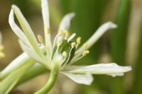 Ornithogalum oligophyllum Étoile naine de Bethléem Syn. Ornithogalum balansae Gonflement des gousses alors que la fleur commence à mourir Mars