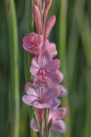 Floraison de Watsonia pillansii en été - juillet