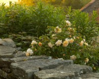 Rosa 'Buff Beauty' poussant sur un mur de pierre au lever du soleil à la Maison Blanche.