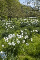 Verger de pommiers de printemps avec Narcisse naturalisé dans l'herbe