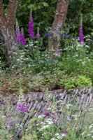 Foxgloves, Cow Parsley et diverses graminées dans la zone sauvage du jardin. Mur de pierre traditionnel derrière