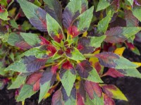 Amaranthus tricolor 'Joseph's Coat' Août Été