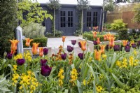 Tulipa 'Ballerina' et 'Queen of Night' dans un jardin urbain avec bureau de jardin contemporain et salle de sport