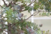 Acacia baileyana Songlines - Feuillage d'acacia Cootamundra
