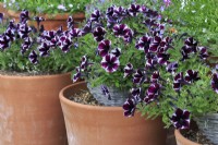 Pétunias violets et blancs dans de longs pots en terre cuite.