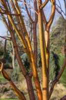 Acer x conspicuum 'Phoenix' - érable serpent - février