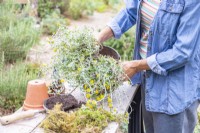 Femme plaçant des plantes dans un tamis à compost