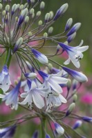Agapanthe 'Twister' floraison en été - juillet