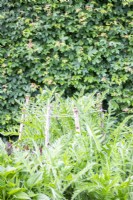 Papaver orientale - Coquelicots poussant à travers le support de la plante