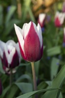 Tulipe 'African King' fleurissant au printemps