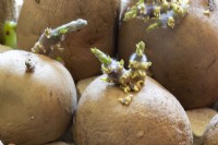 Pommes de terre de semence Solanum tuberosum 'Maris Piper' chiant à la fin de l'hiver mars