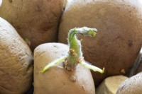 Pommes de terre de semence biologiques 'Maris Piper' de Solanum tuberosum à la fin de l'hiver mars