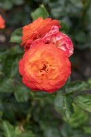 Rosa 'Vulcano' rose