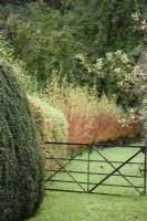 Gate avec une rangée de saules étêtés au-delà dans un jardin de campagne en novembre