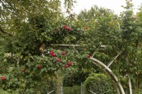 Rosa 'Florentina' rosier grimpant