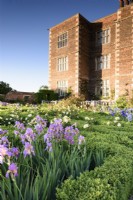 Le West Garden à Doddington Hall près de Lincoln en mai où un parterre de buis est plein d'iris barbus dont Iris 'Topolino'